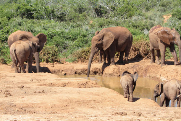 istock Addo Elephant Park, South Africa 2178610944