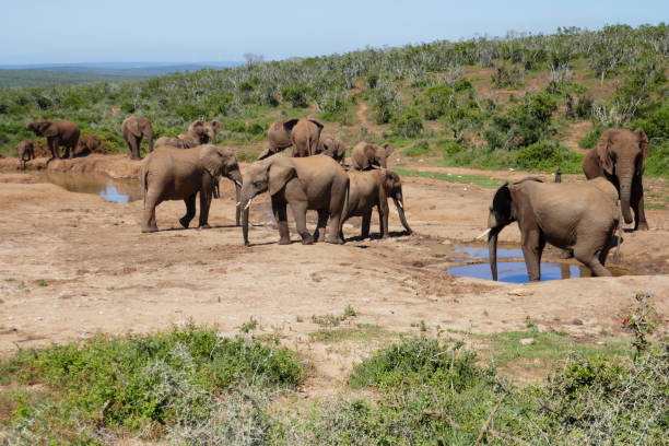 istock Addo Elephant Park, South Africa 2178610965