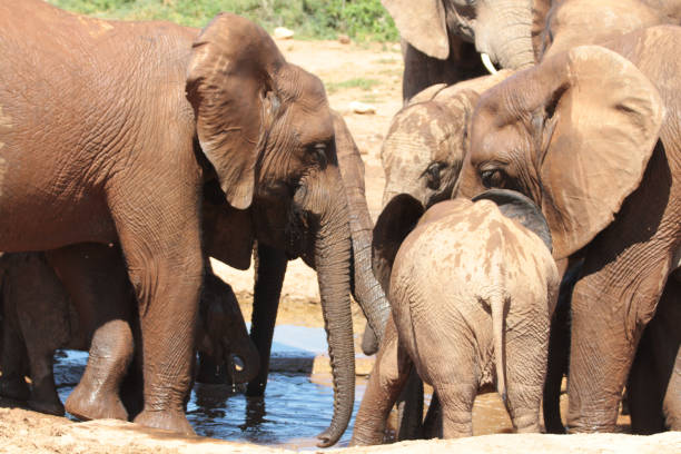 istock Addo Elephant Park, South Africa 2178610968