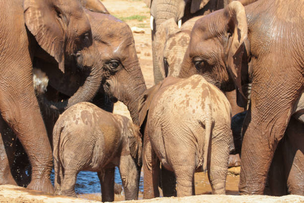 istock Addo Elephant Park, South Africa 2178610974