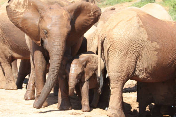 Addo Elephant Nationalpark is a diverse wildlife conservation park close to Gqeberha, former Port Elizabeth.