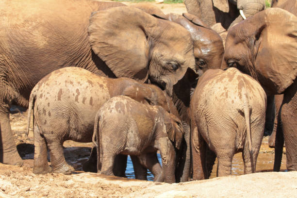 istock Addo Elephant Park, South Africa 2178610980