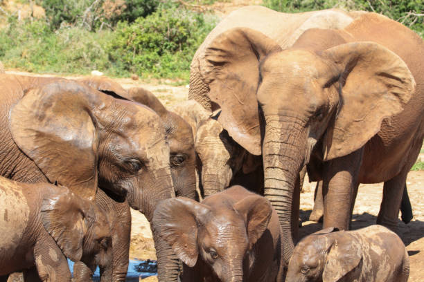 istock Addo Elephant Park, South Africa 2178610986