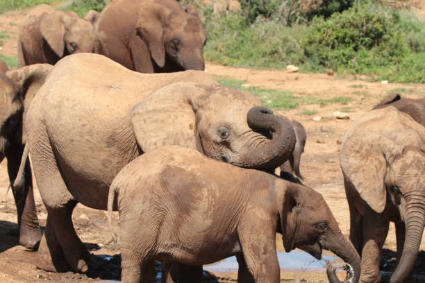 istock Addo Elephant Park, South Africa 2178610988