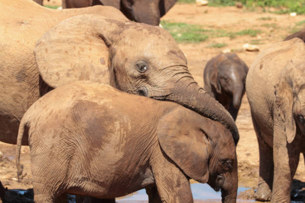 istock Addo Elephant Park, South Africa 2178610999