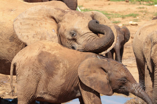 istock Addo Elephant Park, South Africa 2178611001