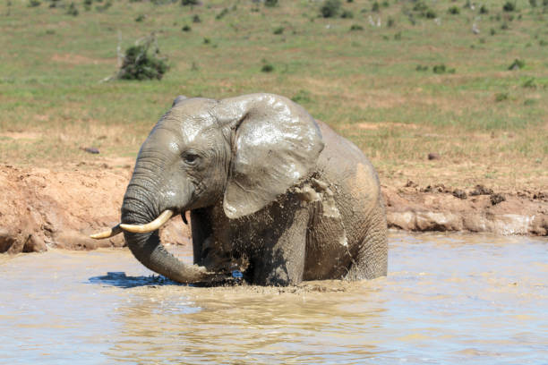 Addo Elephant Nationalpark is a diverse wildlife conservation park close to Gqeberha, former Port Elizabeth.