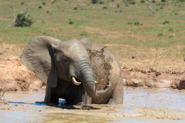 istock Addo Elephant Park, South Africa 2178611043