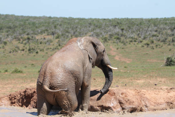 Addo Elephant Nationalpark is a diverse wildlife conservation park close to Gqeberha, former Port Elizabeth.