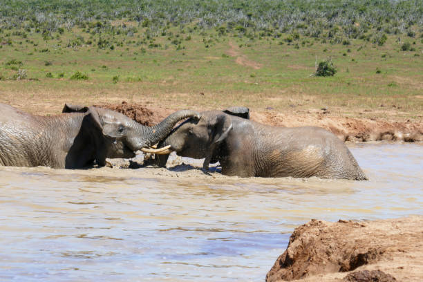 Addo Elephant Nationalpark is a diverse wildlife conservation park close to Gqeberha, former Port Elizabeth.