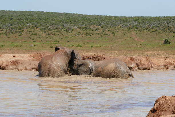 Addo Elephant Nationalpark is a diverse wildlife conservation park close to Gqeberha, former Port Elizabeth.