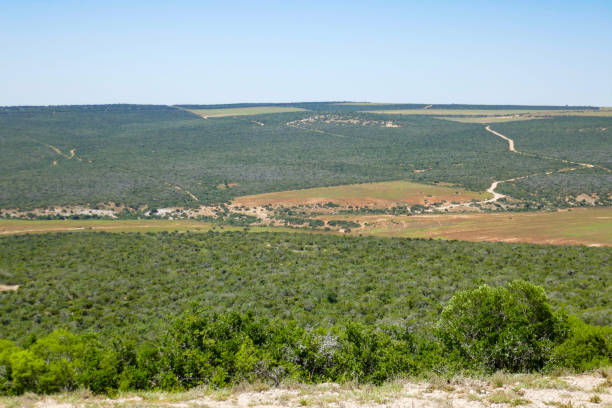 Addo Elephant Nationalpark is a diverse wildlife conservation park close to Gqeberha, former Port Elizabeth.