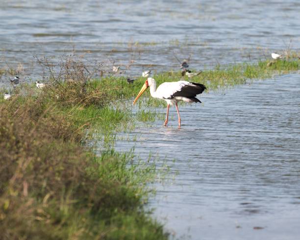istock Yellow-Billed Stork at Lake Magadi 2178611674