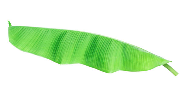 istock Banana leaf isolated on white background, clipping path 2178614983