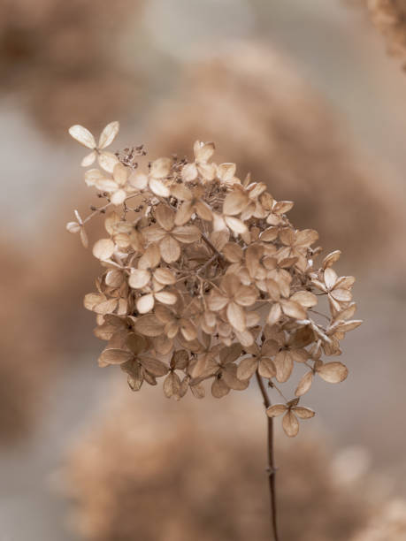 istock Pretty dried Hydrangea flower Closeup with blurred background 2178618959