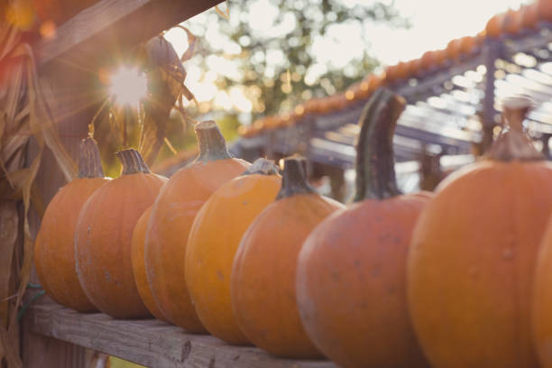 istock Pumpkin Patch Fall Harvest Halloween Sunset at the Farm 2178619200