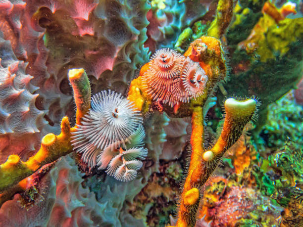 istock Spirobranchus giganteus, Christmas tree worms 2178620948