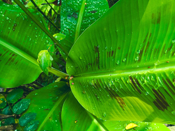 istock Banana leaf texture with diagonal lines and fresh dew drops in the morning 2178621267