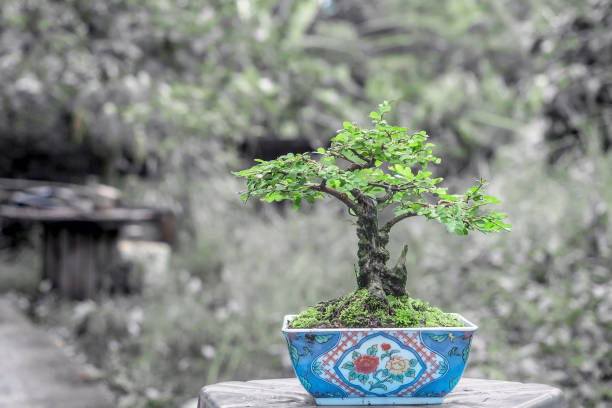 istock Phyllodium pulchellum in plastic pot used to create bonsai. in nature background 2178621982
