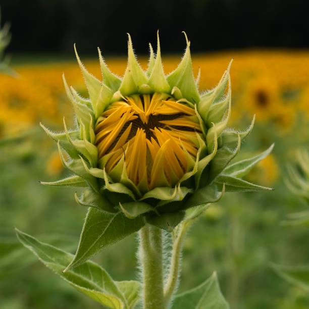 istock Tournesol sunflowers Summer 2178623993