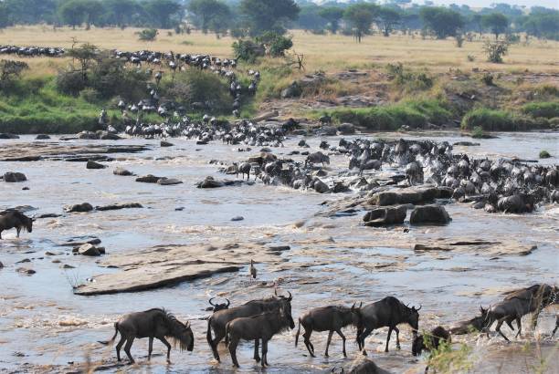 istock Wildebeests River Crossings During the Annual Migration 2178625861