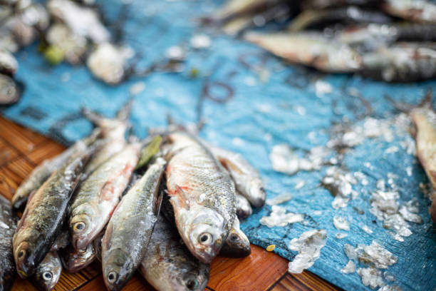 istock The most different types of fish from natural sources 2178626847