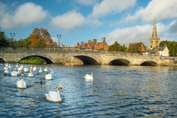 Swans on River Great Ouse in Bedford