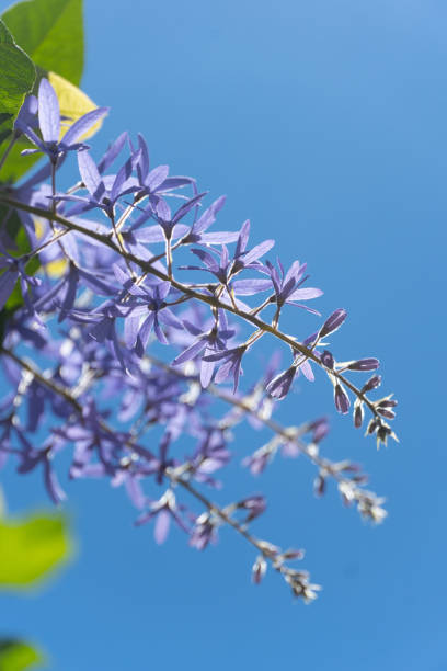 Magnificent lavender lilac flowers blooming on tree branches with lush green foliage against a clear blue sky in a tranquil spring garden setting.