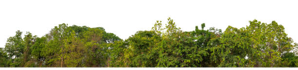 istock Forest and foliage in summer for both printing and web pages isolated on white background 2178633028