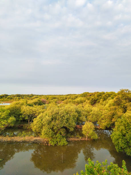 istock view of mangrove forest in the afternoon 2178633312