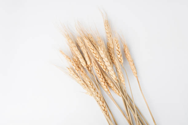 istock A bunch of wheat grains stalk isolated on white background. Empty blank copy text space. 2178633698