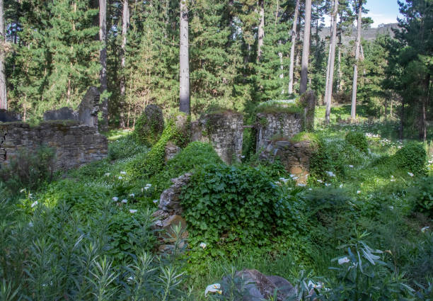 istock Abandoned stone house ruins overgrown with greenery and white calla lilies in tranquil Australian forest, nature power 2178633801