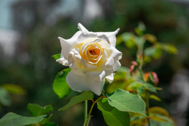 istock A rose flower on a blurred background. 2178634707