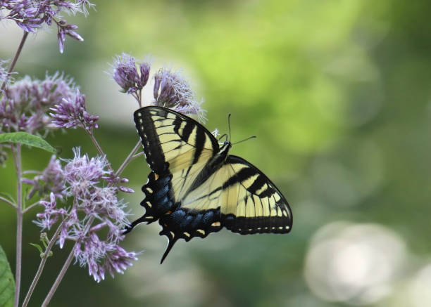 istock Tiger Swallowtail Butterfly (papilio rutulus) alighted on a purple flower 2178635405