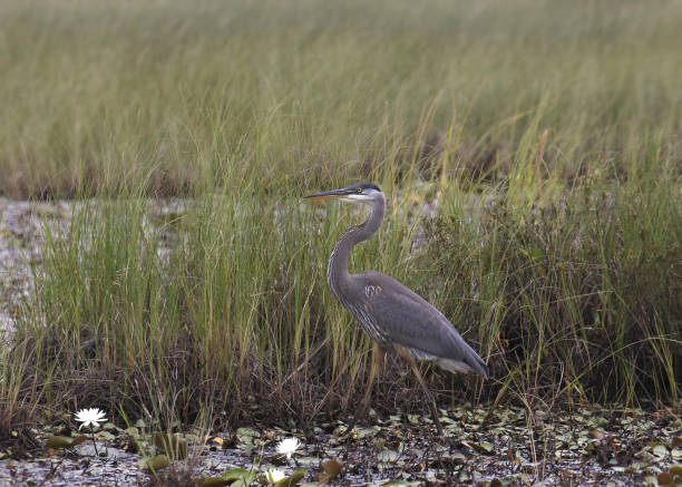 istock Great Blue Heron (ardea herodias) walking at the edge of some tall grass 2178635437