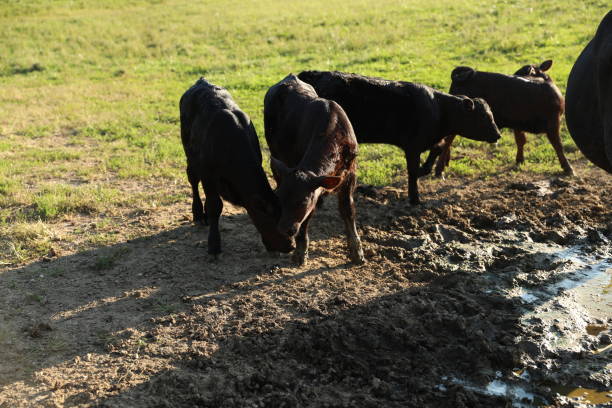 istock Mama Cow and Baby Calves 2178635532