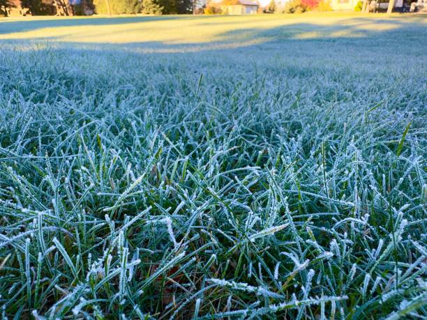 istock frozen grass covered with frost in autumn 2178638255