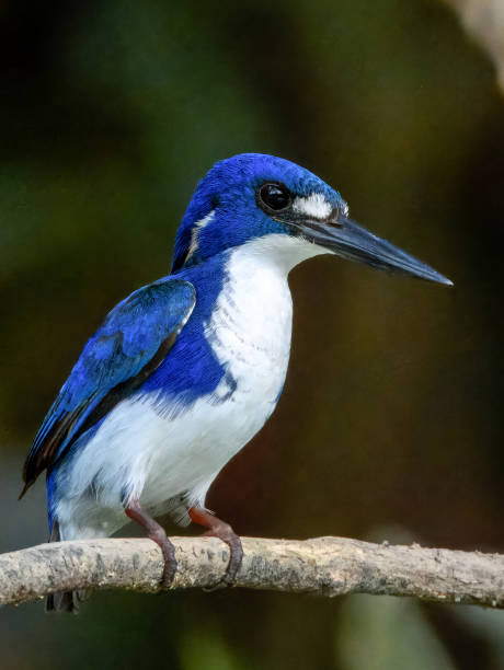 istock Little Kingfisher - Ceyx pusillus in Australia 2178639117