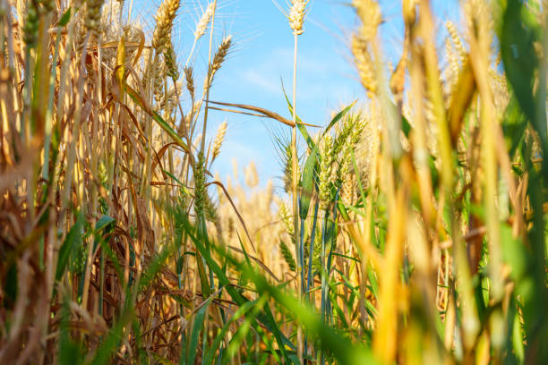 istock Gloden ripe sheat spear under blue sky 2178639227