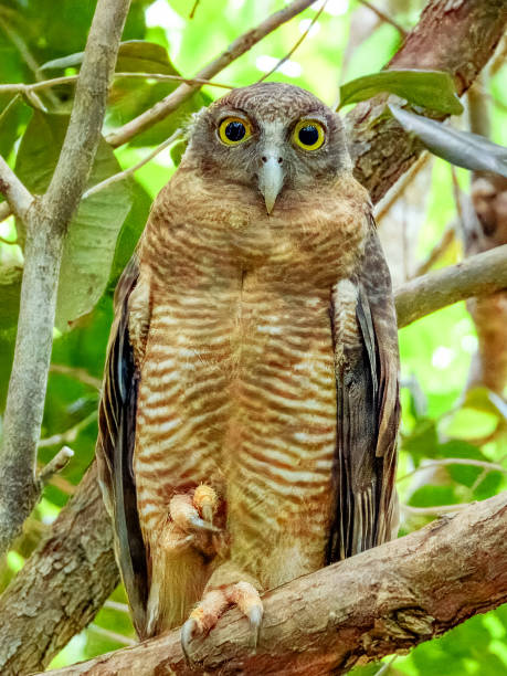 istock Rufous Owl - Ninox rufa in Australia 2178639413
