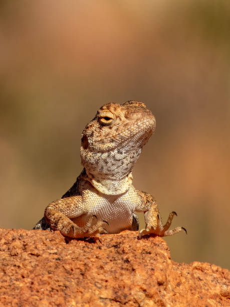 Slater's Ring-tailed Dragon - Ctenophorus slateri in Australia