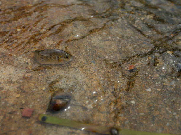 istock Blackchin tilapia fish in clear flowing water 2178640079