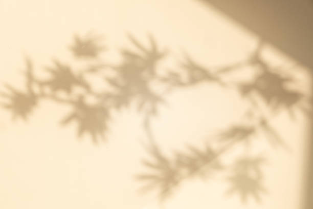 istock Studio style background wall decoration presentation uses white and beige tones. with shadows cast from a nearby window, concept creating a decorative 2178641577