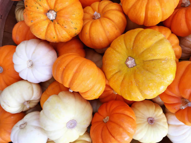 istock Vibrant Orange and White Pumpkins 2178642149