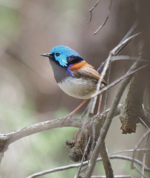 istock Variegated Fairy Wren 2178642889