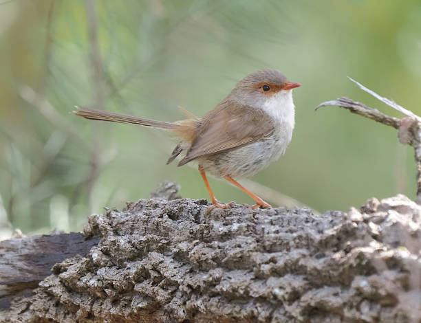 istock Female Fairy Wren 2178642895