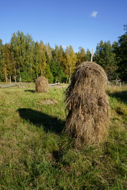 Traditional haystacks on a field at Kovero Heritage Farm in Seitseminen National Park, Ikaalinen, Finland.