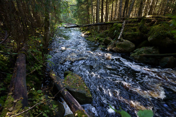 istock Small river through a forest in Seitseminen National Park in Finland 2178643521