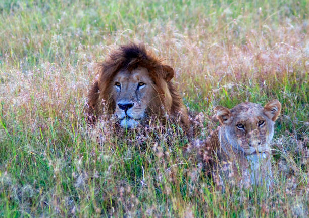 Kenya Maasai Mara  Male and female lion resting in tall grass