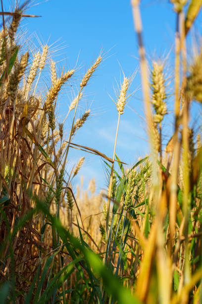 istock Gloden ripe sheat spear under blue sky 2178644192